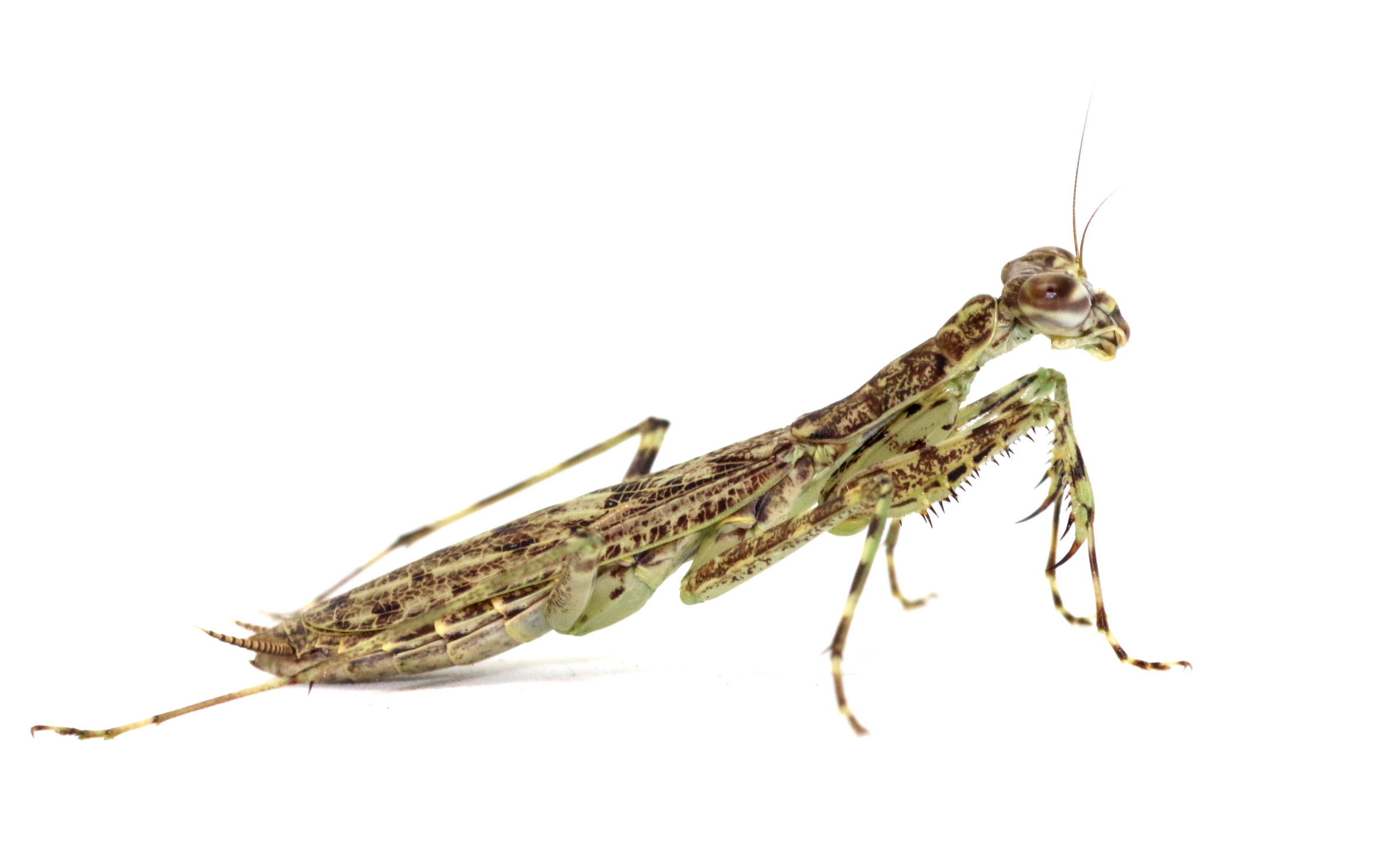 Liturgusa maya Charles Darwin Research Station, Santa Cruz Island Photo: Patricio Picón Rentería, CDF, 2026.